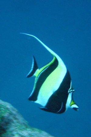 Wimpelfisch